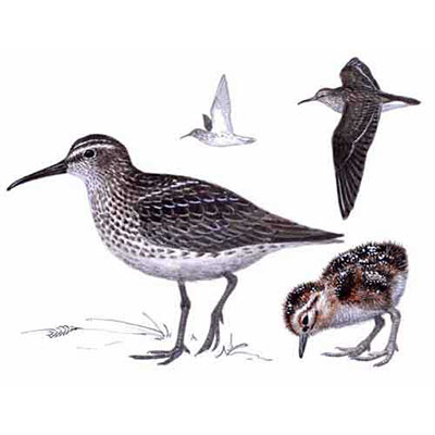 Sandpiper, Broad-billed