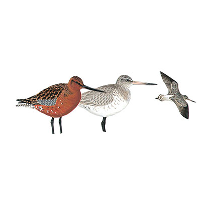 Godwit, Bar-tailed