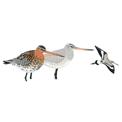 Godwit, Black-tailed