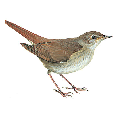 Nightingale, Thrush