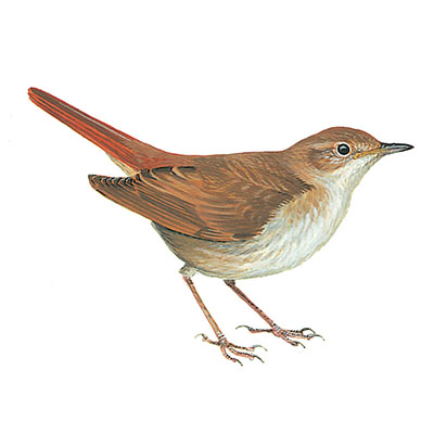 Nightingale, Common