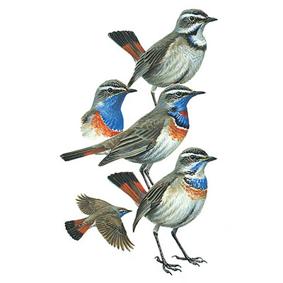 Bluethroat