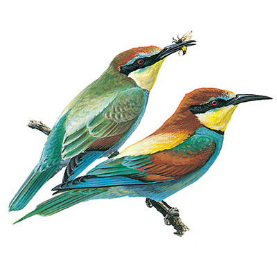 Bee-eater, European