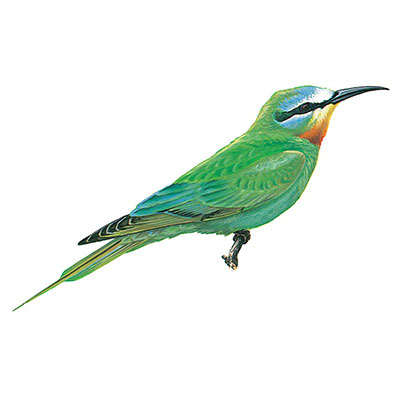 Bee-eater, Blue-cheeked