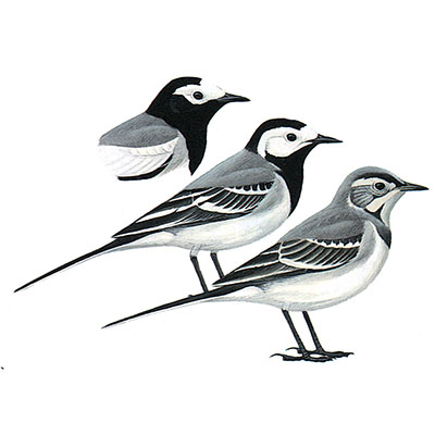 Wagtail, White