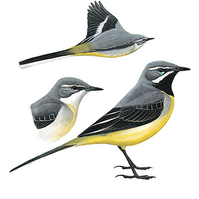 Wagtail, Grey