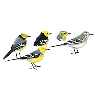 Wagtail, Citrine