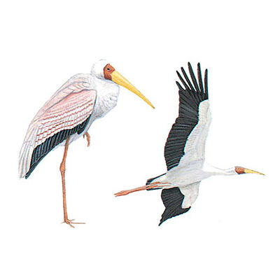 Stork, Yellow-billed