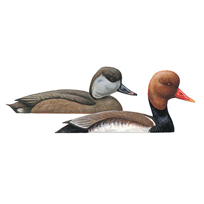 Pochard, Red-crested