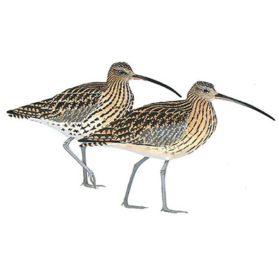 Curlew, Eurasian