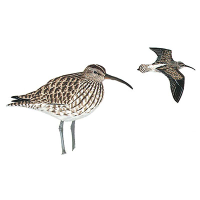 Whimbrel