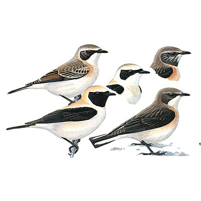 Wheatear, Eastern Black-eared