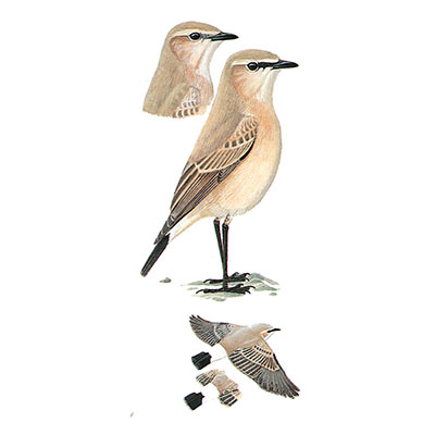 Wheatear, Isabelline