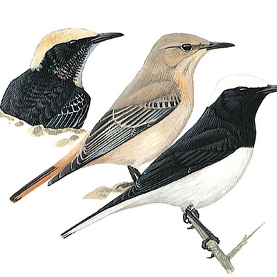 Wheatear, Hooded