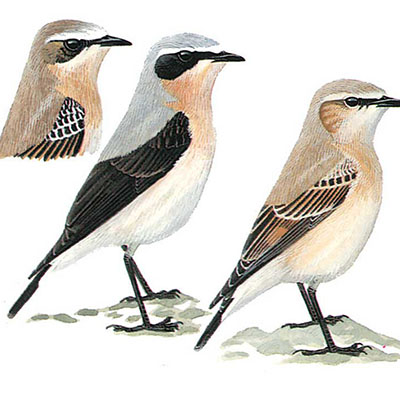 Wheatear, Northern