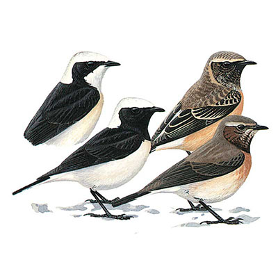 Wheatear, Pied