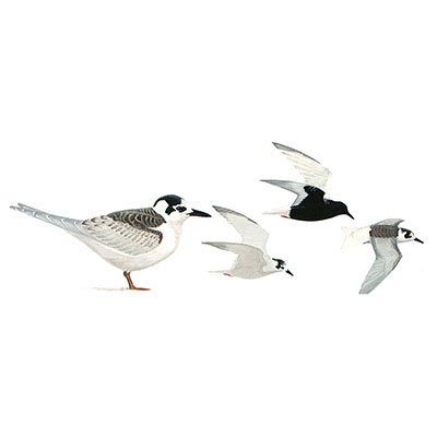 Tern, White-winged