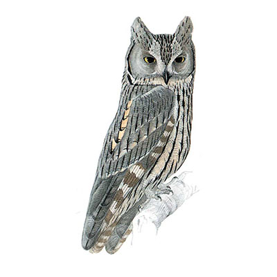 Owl, Pallid Scops