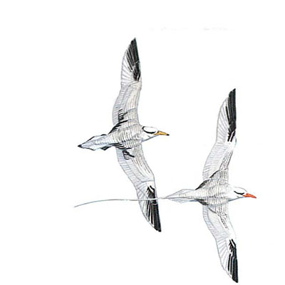 Tropicbird, Red-billed