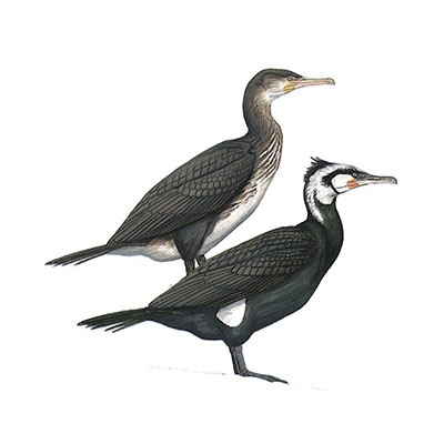 Cormorant, Great