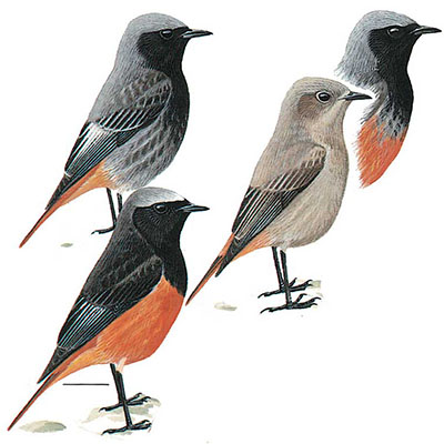 Redstart, Black