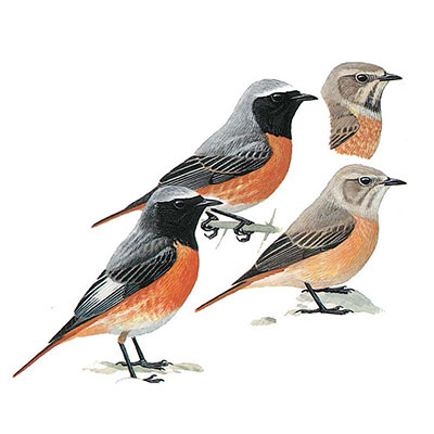 Redstart, Common