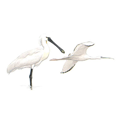 Spoonbill, Eurasian