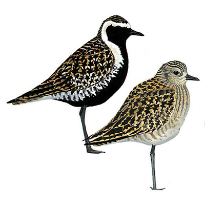 Plover, Pacific Golden