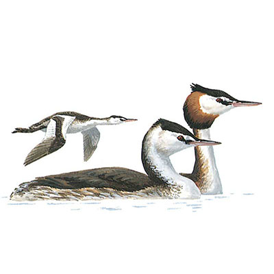 Grebe, Great Crested