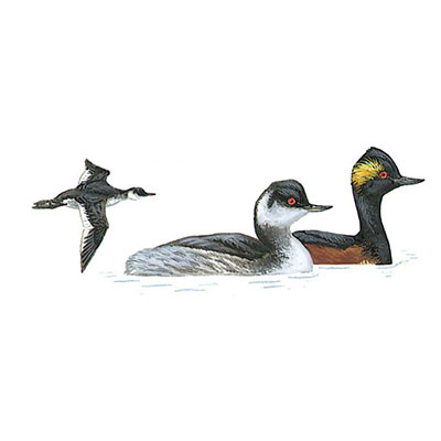 Grebe, Black-necked