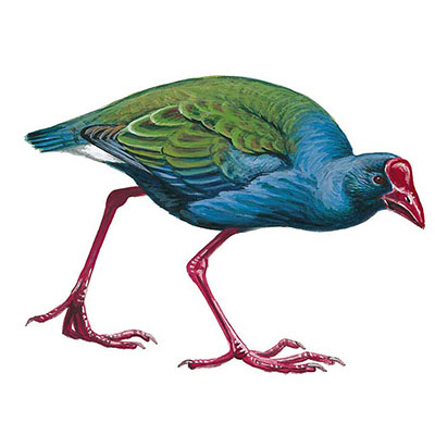 Swamphen, African