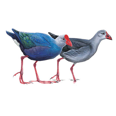 Swamphen, Purple