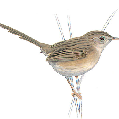 Prinia, Graceful