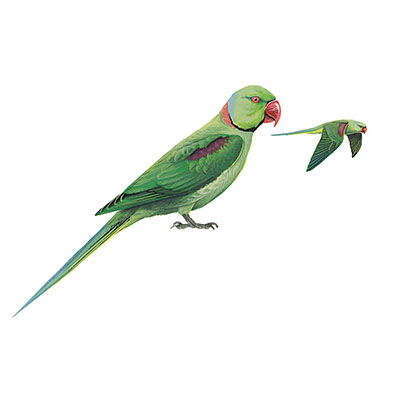 Parakeet, Alexandrine