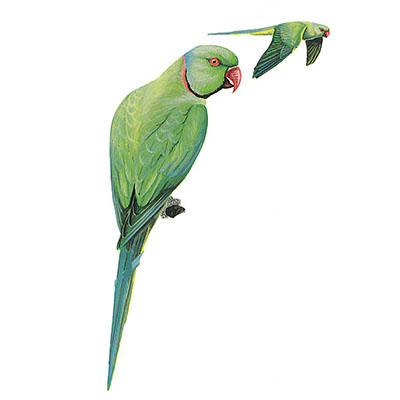 Parakeet, Rose-ringed