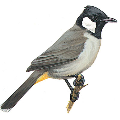 Bulbul, White-eared