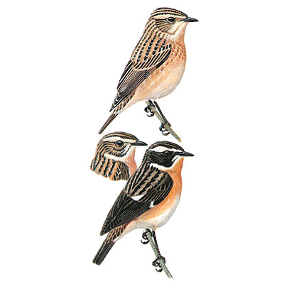 Whinchat