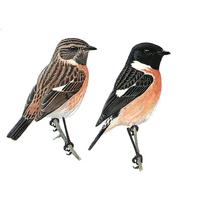 Stonechat, European