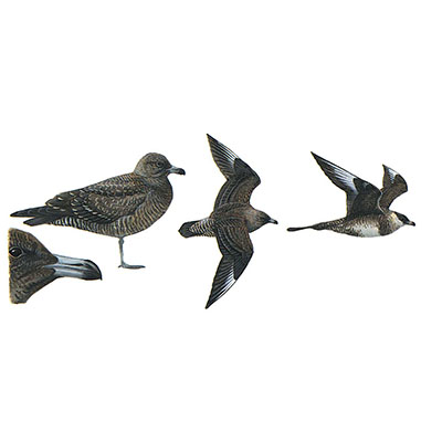 Skua, Arctic