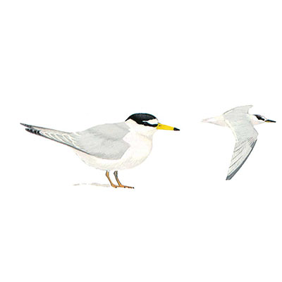 Tern, Little