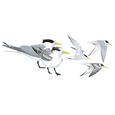 Tern, Swift