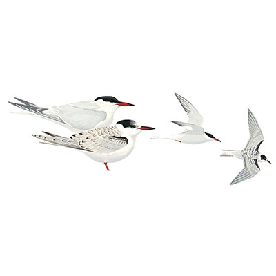 Tern, Common