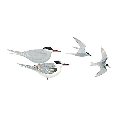 Tern, White-cheeked