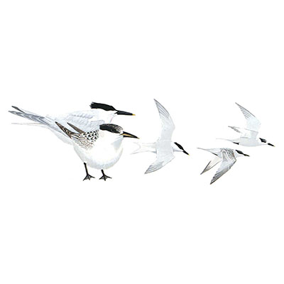 Tern, Sandwich