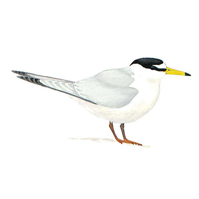 Tern, Saunder&#8217;s