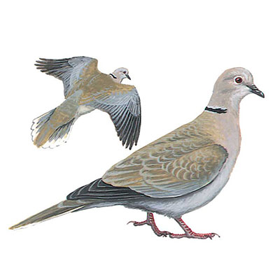 Dove, Eurasian Collared