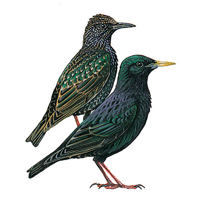 Starling, Common