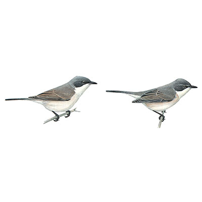 Whitethroat, Hume&#8217;s