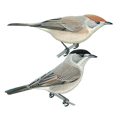 Blackcap, Eurasian