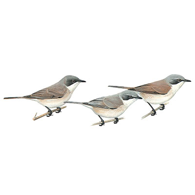 Whitethroat, Lesser